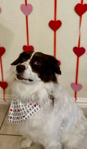 Customer photo review of XOXO Hearts Dog Bandana