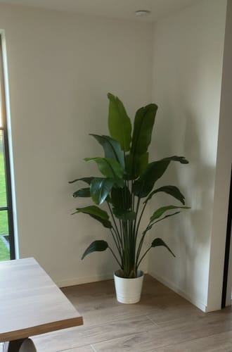 Customer photo review of Strelitzia Kunstplant 2 180cm