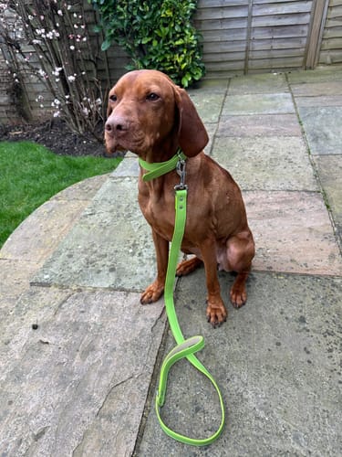 Customer photo review of Vegan Leather Dog Lead - Spring Green