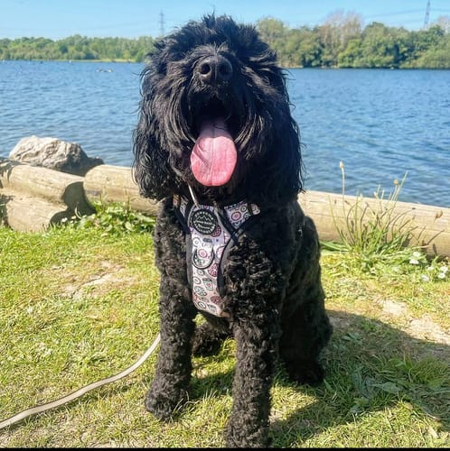 Customer photo review of Tough Trails™ Harness - Sprinkles - Sale