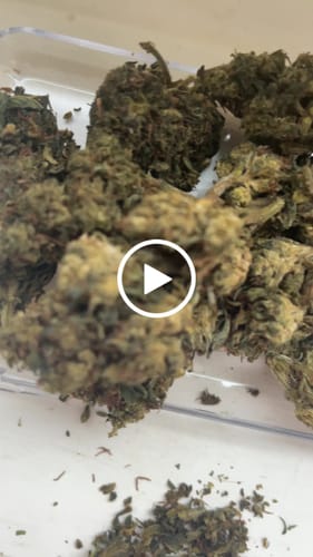Customer video review of Amnesia Haze - 13 % Cannabinoide (5% D9THCP) - B- WARE