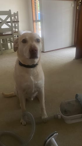 Customer photo review of PaWz Pet Grooming Kit Vacuum Dog Cat Hair Dryer