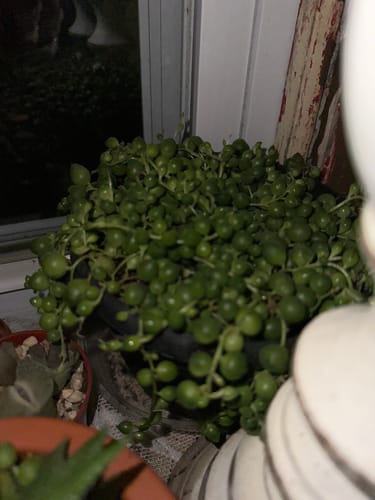 Customer photo review of String of Pearls | Senecio Rowleyanus