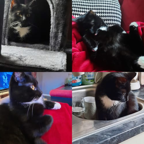 Avis photo d'un client sur Croquettes Chat Stérilisé Sans Céréales - Poulet