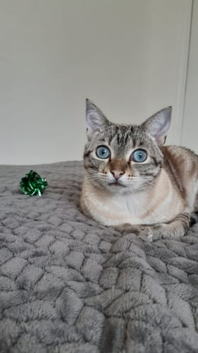 Avis photo d'un client sur Croquettes Chat Stérilisé Sans Céréales - Poulet