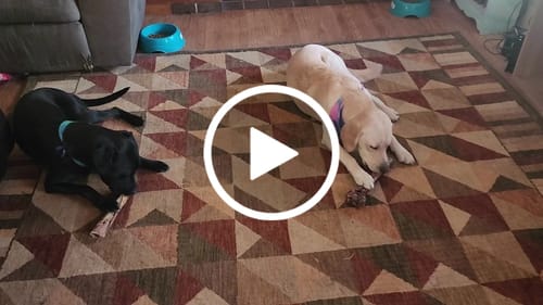 Customer video review of Splinter-Free Ostrich Shaft Bone. Long-Lasting, Natural Dog Gnaw Treat by Savannah Pet Food