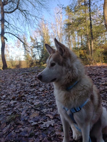 Customer photo review of Premium Sicherheitsgeschirr gepolstert, Panikgeschirr