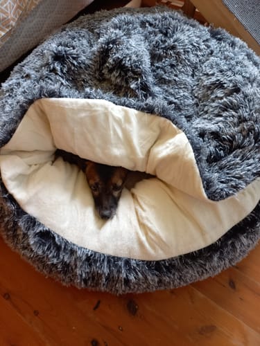 Customer photo review of PaWz Removable Cover Pet Calming Bed