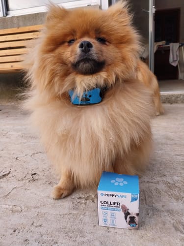 Customer photo review of Collier Anti Aboiement PuppySafe