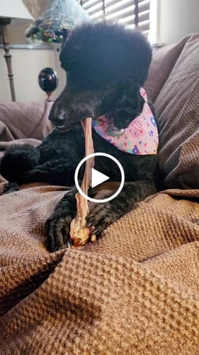 Customer video review of Chewy Ostrich Tendon Whole Twister. Long-lasting, Natural Dog Chew Treat by Savannah Pet Food