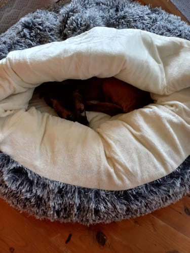 Customer photo review of PaWz Removable Cover Pet Calming Bed