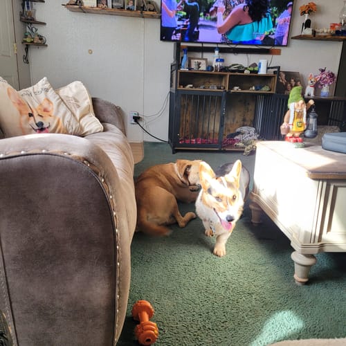 Customer photo review of Advanced Hip and Joint Supplement for Dogs With Glucosamine, Chondroitin, MSM, & Organic Turmeric - 120 Count