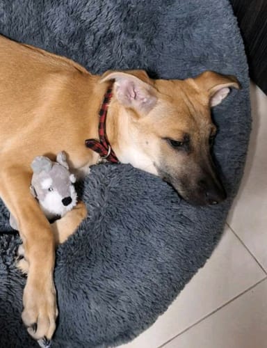 Customer photo review of Oh My Dog! Paq. Peludos - 2 Piezas de 850 grs + Envío GRATIS
