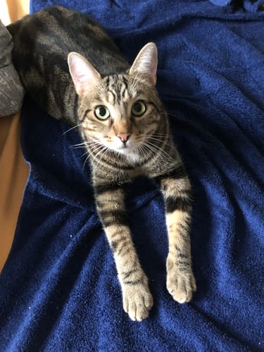 Avis photo d'un client sur Pâtée Chat Stérilisé Sans Céréales - Poulet