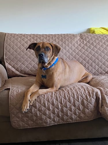 Customer photo review of KING KALM 600mg CBD with Copaiba, Krill Oil and DHA for Dogs & Cats