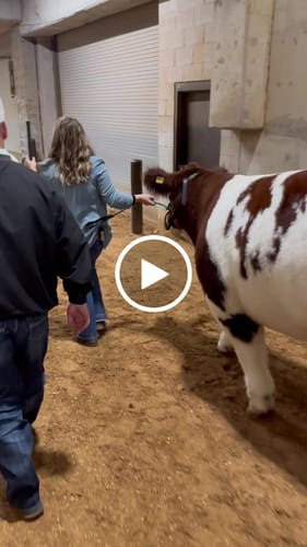 Customer video review of OptiWize Collagen +Plus Livestock Joint Supplement