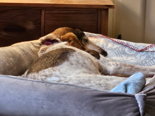 Customer photo review of Mushroom Cuddle Soft & Cedar Velvet Luxury Nest
