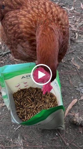 Customer video review of GrubTerra Dried Black Soldier Fly Larvae