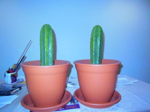 Customer photo review of San Pedro Cactus Cuttings | Echinopsis (Trichocereus) pachanoi Cuttings