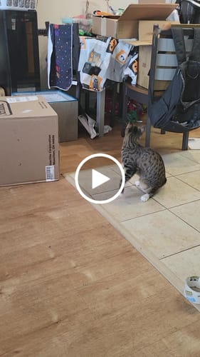 Customer video review of Interactive Bird Simulation Cat Toy Set | Leo's Paw