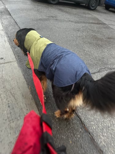 Customer photo review of Ruffwear Sun Shower Raincoat