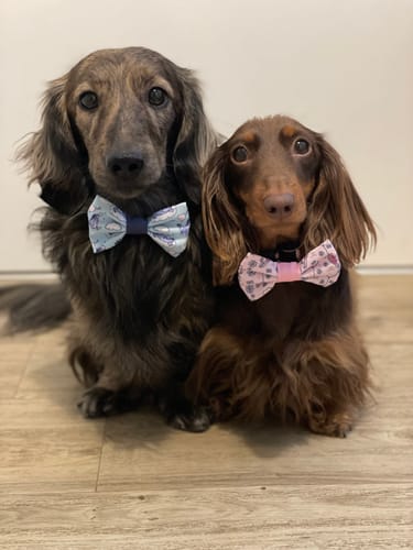 Customer photo review of Bow Tie - Piglet