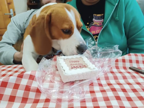 Customer photo review of Torta Per Cani Happy Birthday Personalizzabile Lusso