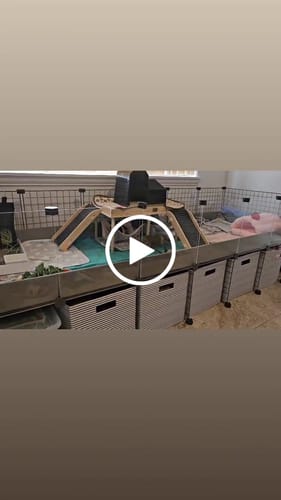 Customer video review of Piggy Condo C&C Cage with Pillars