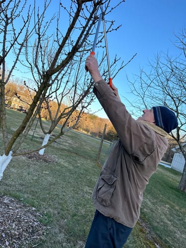 Customer photo review of Original Lowe 32" Anvil Lopper - Heavy Duty Prunner 2" Cut