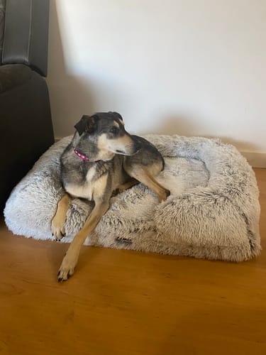 Customer photo review of PaWz Premium Pet Orthopaedic Bed