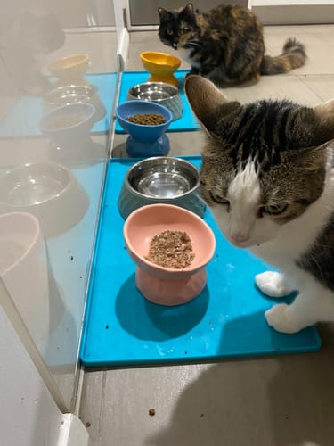 Customer photo review of Tilting Ceramic Cat Bowls With Uneven Texture