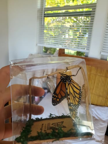 Customer photo review of Classic Live Monarch Butterfly Chrysalis Box