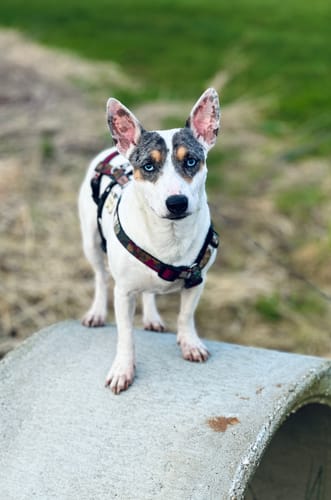 Customer photo review of Modern Art Sicherheitsgeschirr, Panikgeschirr