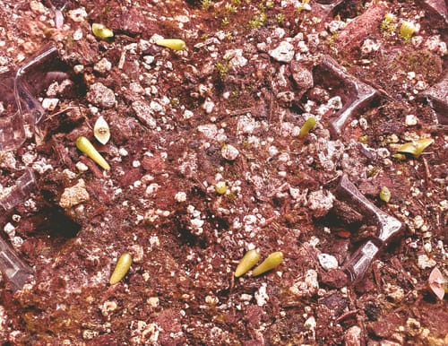 Customer photo review of All Kinds and Forms Mixed Cacti Seeds