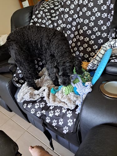 Customer photo review of Pawz Back Seat Cover