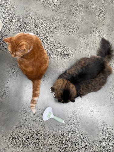 Customer photo review of Michu Cream Round-Head Grooming Dog/Cat Brush - Perfect for Gentle Coat Care