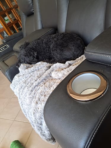 Customer photo review of PaWz Pet Calming Blanket for Dogs