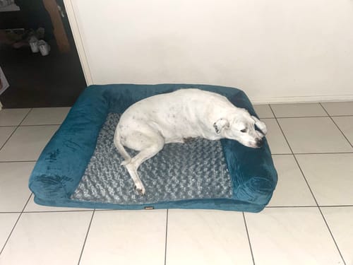 Customer photo review of PaWz Premium Pet Sofa Bed