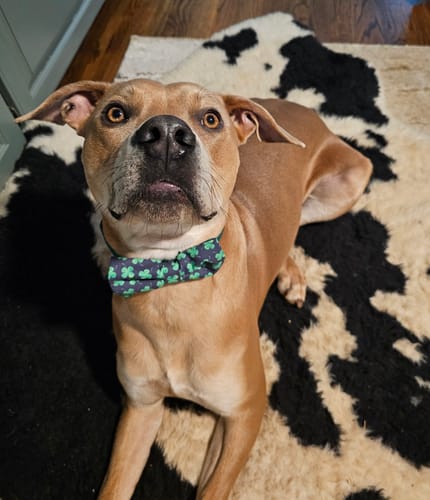 Customer photo review of Navy Shamrock St. Patrick's Day Bow for Dog Collar or Cat Collar