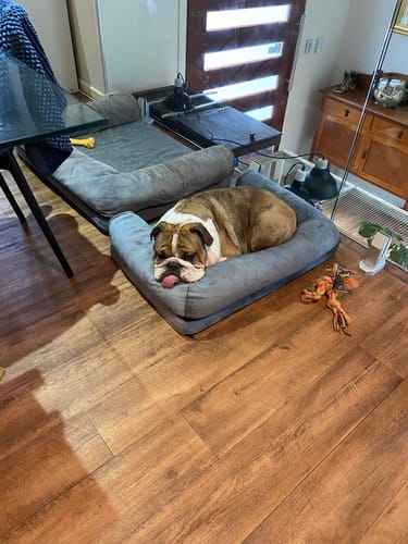 Customer photo review of PaWz Premium Pet Sofa Bed