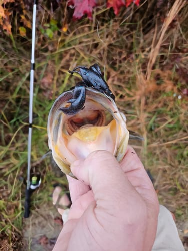 Customer photo review of Drummer 1.0 Craw 3" 9 Colors 8 Pack | Soft Plastic Bait