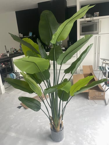 Customer photo review of Strelitzia Kunstplant 2 180cm