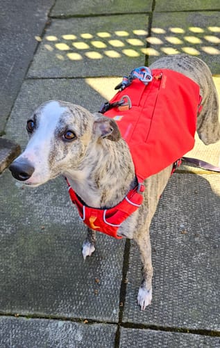 Customer photo review of Ruffwear Switchbak Harness
