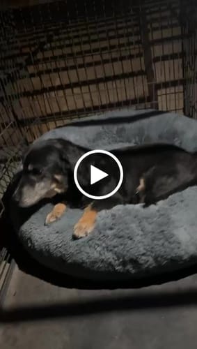 Customer video review of Cama Antiestrés Para Perros