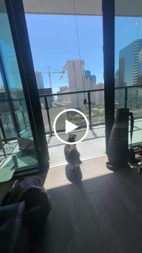 Customer video review of Interactive Mouse Toy with Sound (New)