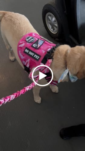 Customer video review of Classic Heavy-Duty Tactical No-Pull Team K9™ Dog Harness With Front & Back D-Rings, Quick-Release Metal-Buckles, Hook & Loop Panels, & Top Handle