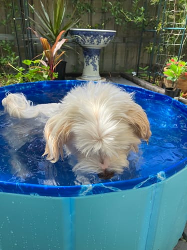 Customer photo review of Portable Pet Swimming Pool and Bath Tub