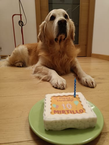 Customer photo review of Torta Per Cani Happy Birthday Personalizzabile Con NOME E ANNI