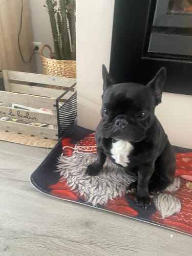 Customer photo review of Baume "Belle Truffe" pour chiens 100% naturel