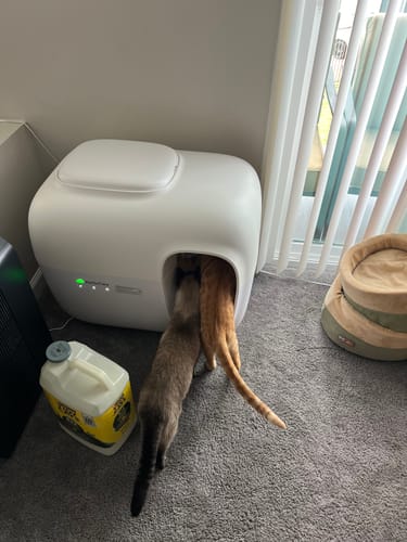 Customer photo review of Self-Cleaning Litter Box